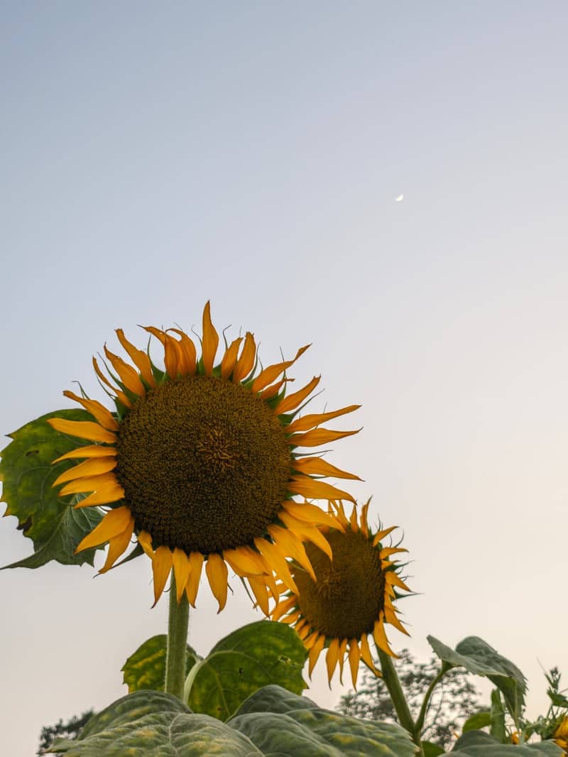 Phulpur Sunflower Fields - Image 1