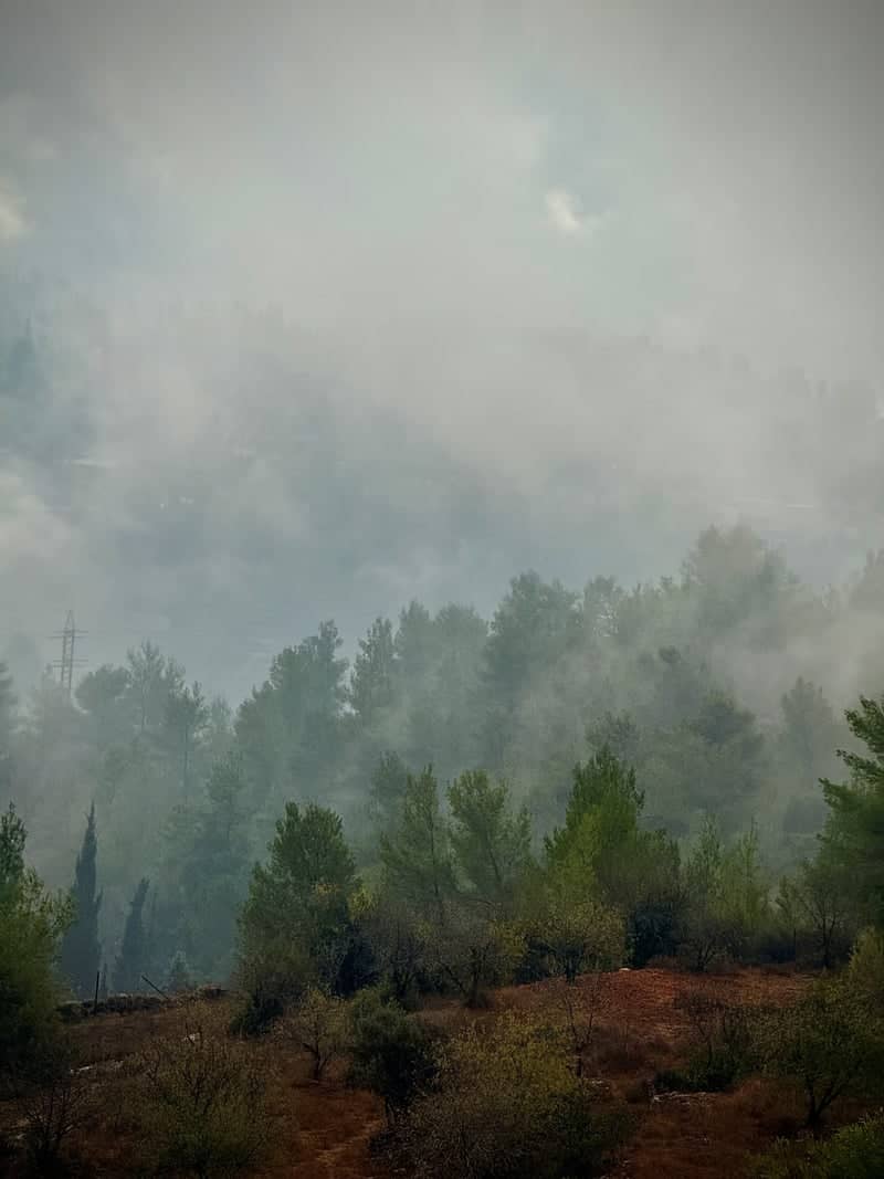 Jerusalem Hills Forest Overlook - Image 1