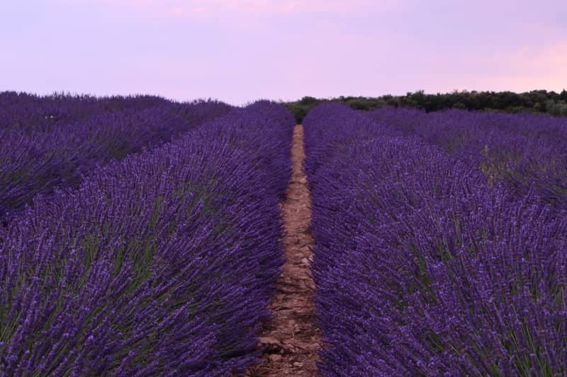 Valensole Lavender Fields - Image 1