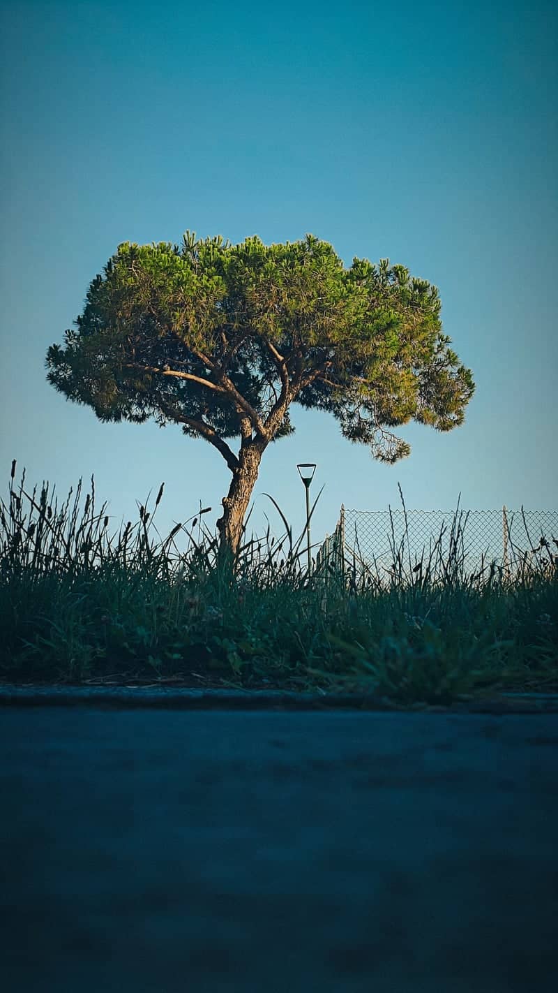 Solitary Stone Pine in Pianiga - Image 1