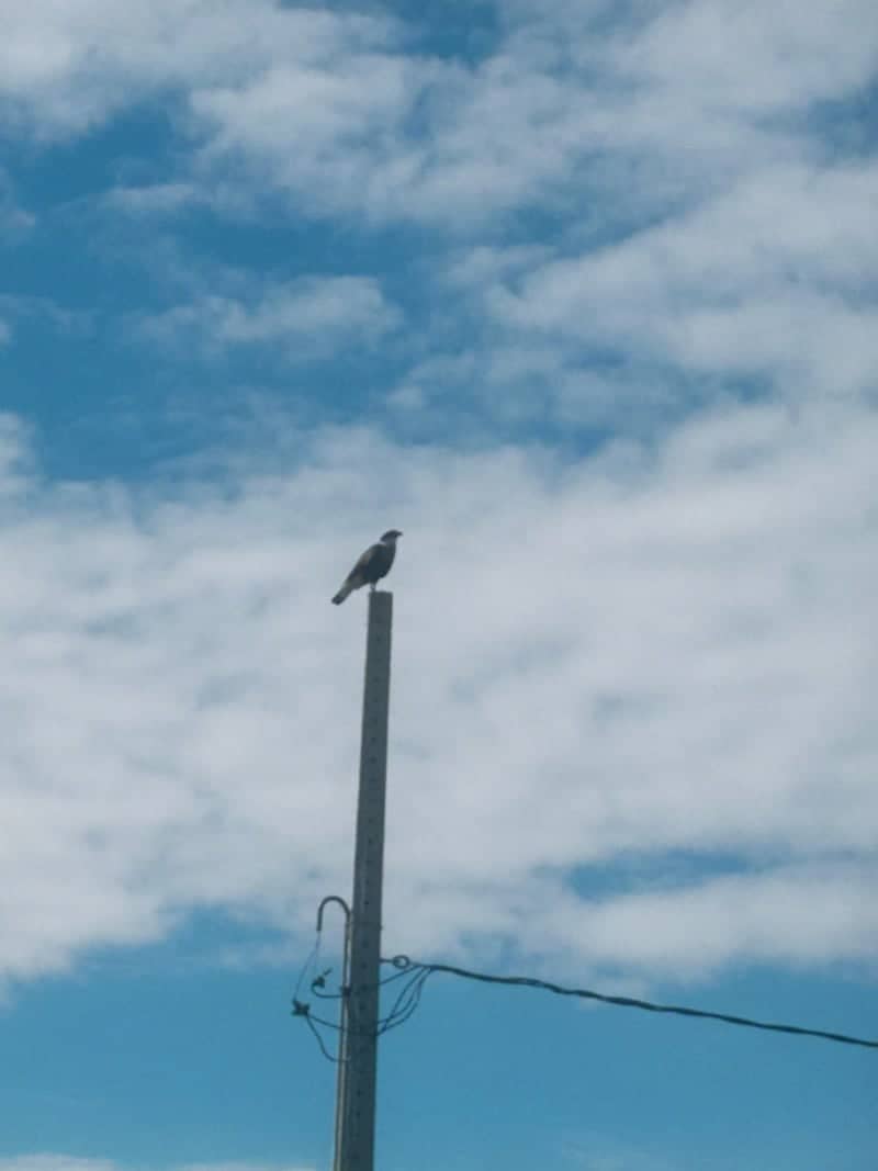 Juazeiro Urban Wildlife Spot - Image 1