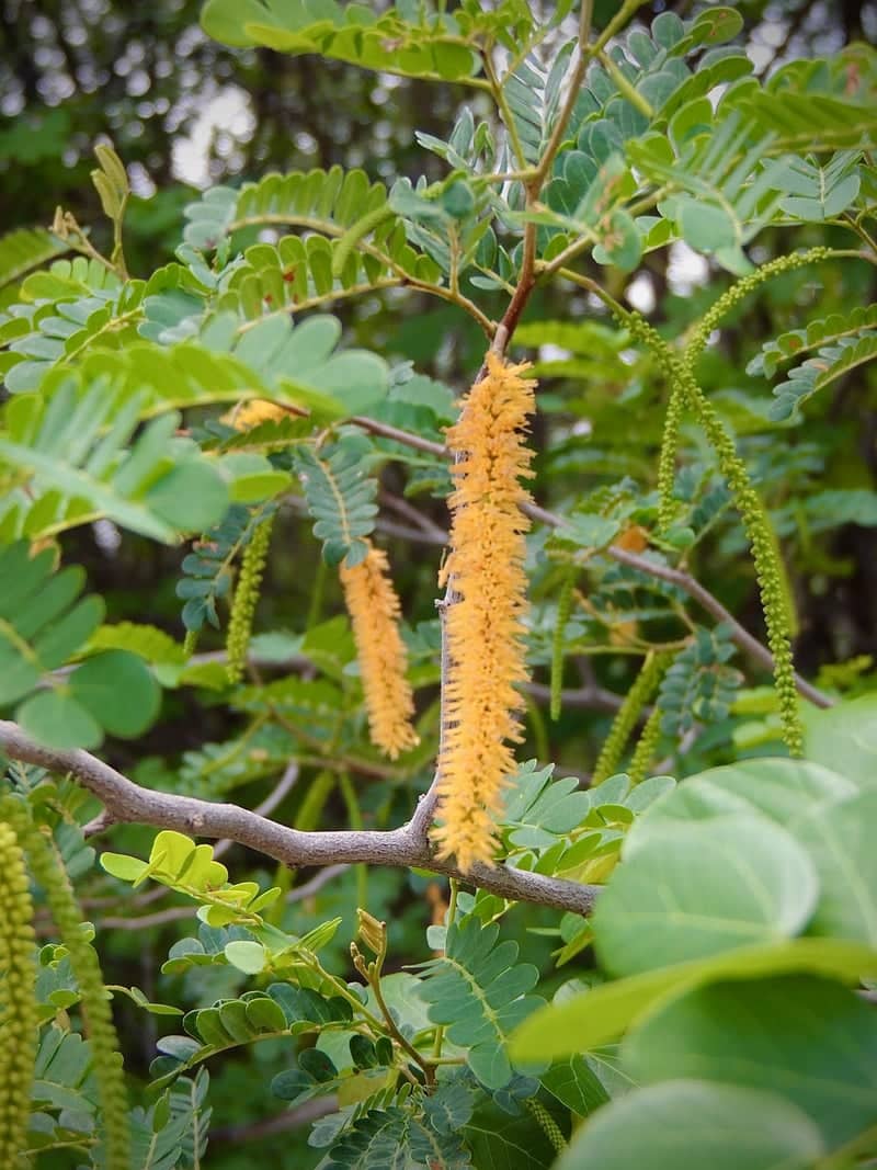 Caatinga Flora in Petrolina - Image 1