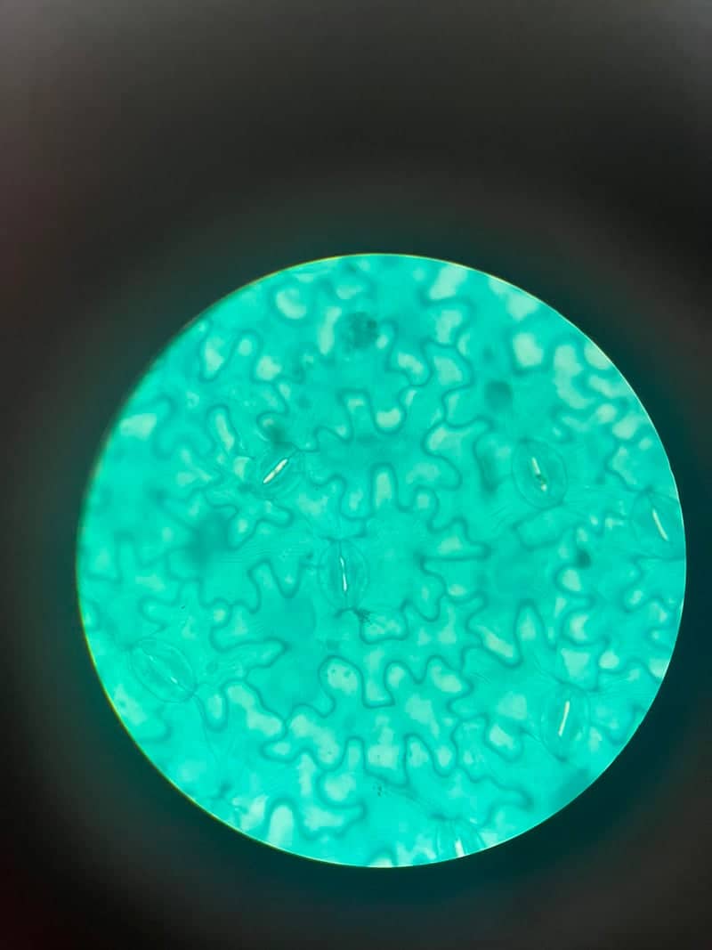 UNIVASF Biology Laboratory - Image 1