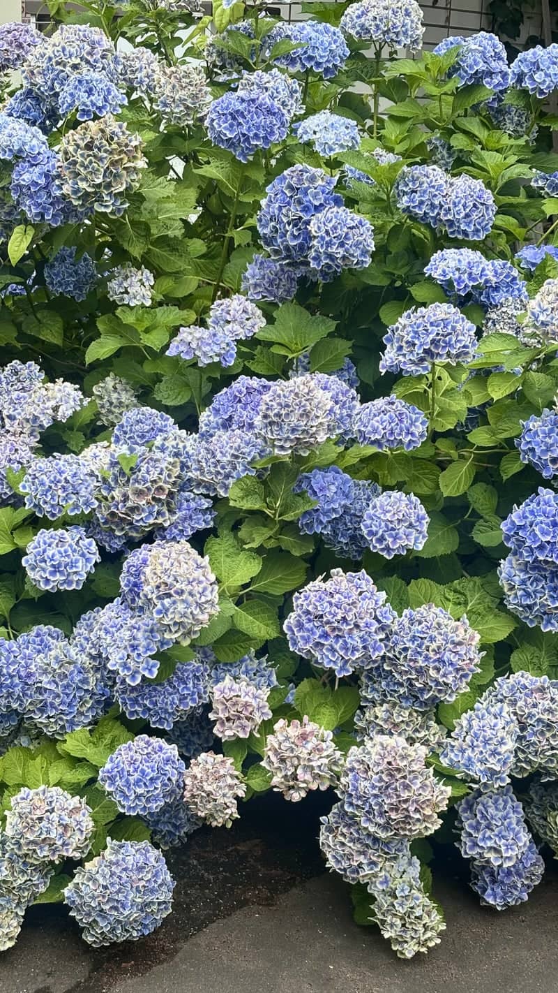 Maruyama District Hydrangeas - Image 1