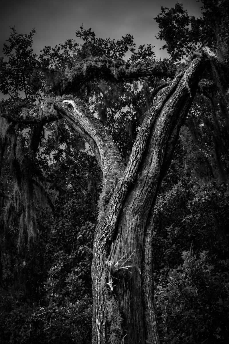 Dunlawton Sugar Mill Gardens - Image 1