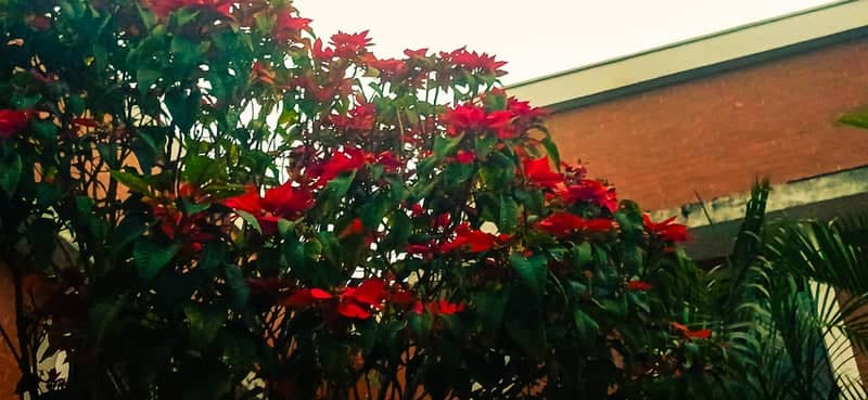 Embu das Artes Floral Garden - Image 1