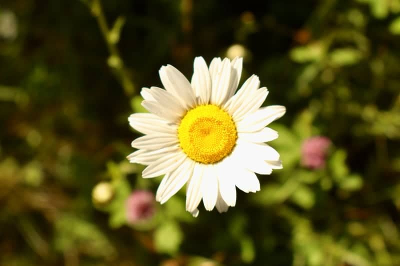 Bakersville Wildflower Meadow - Image 1