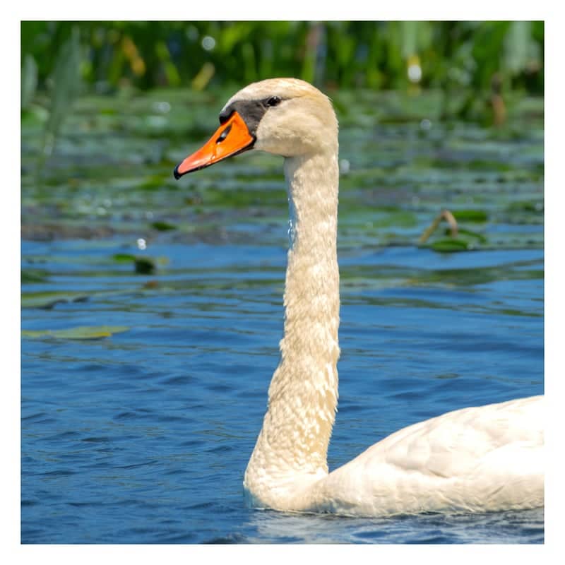 Strawberry Lake - Image 1