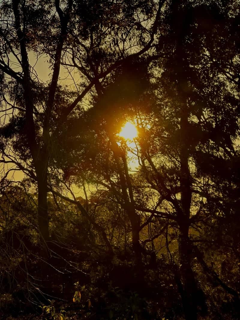 Ku-ring-gai Chase Forest Edge - Image 1