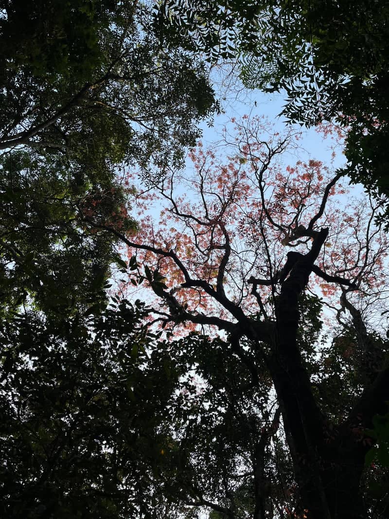 Macedon Forest Canopy - Image 1
