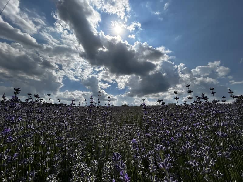 Lavender Fields of Crimea - Image 1