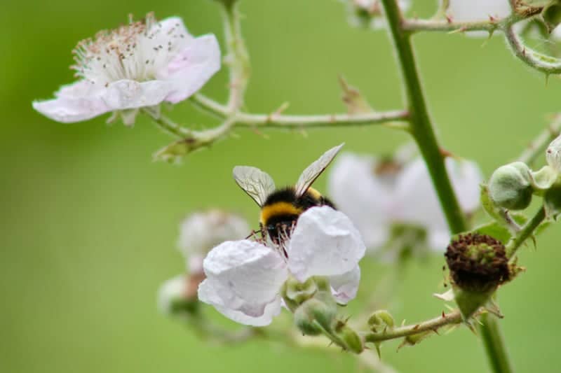 Mayfly Road Garden - Image 1