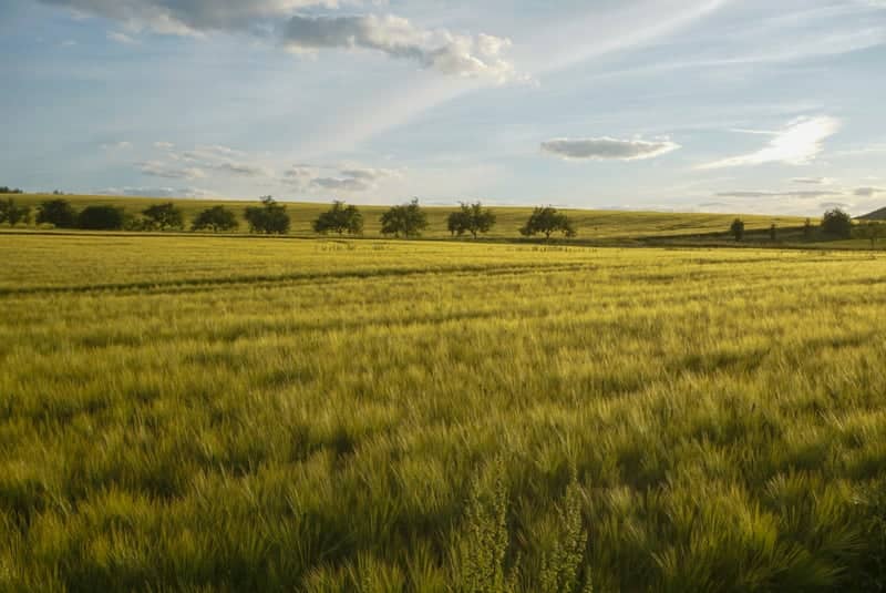 Neubrunn Rolling Fields - Image 1