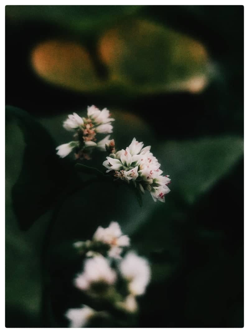 Imadol Garden Blooms - Image 1