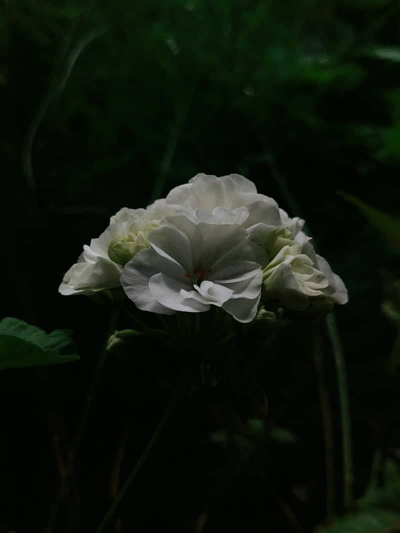 Imadol Garden Flora - Image 1