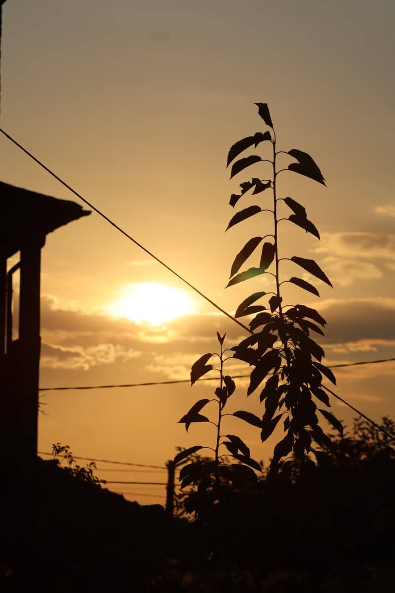 Branipole Village Sunset - Image 1