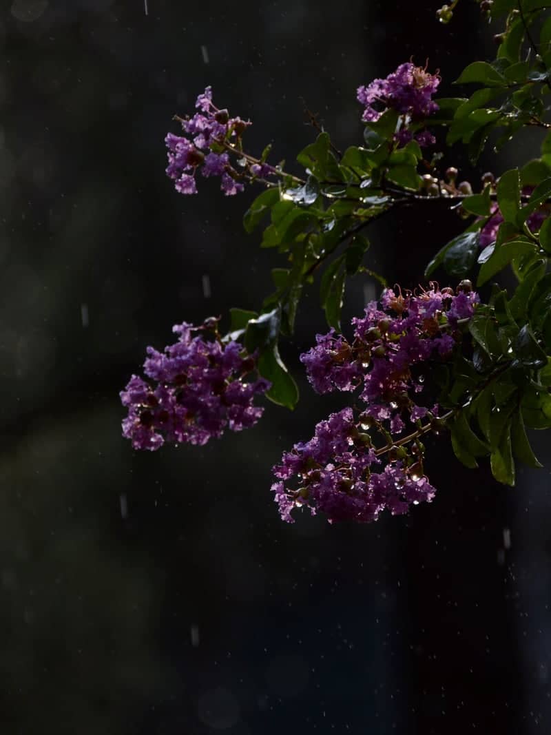 Perugia Garden Blooms - Image 1