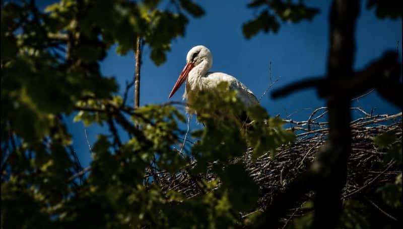 White Stork Nesting Site, Luková - Image 1