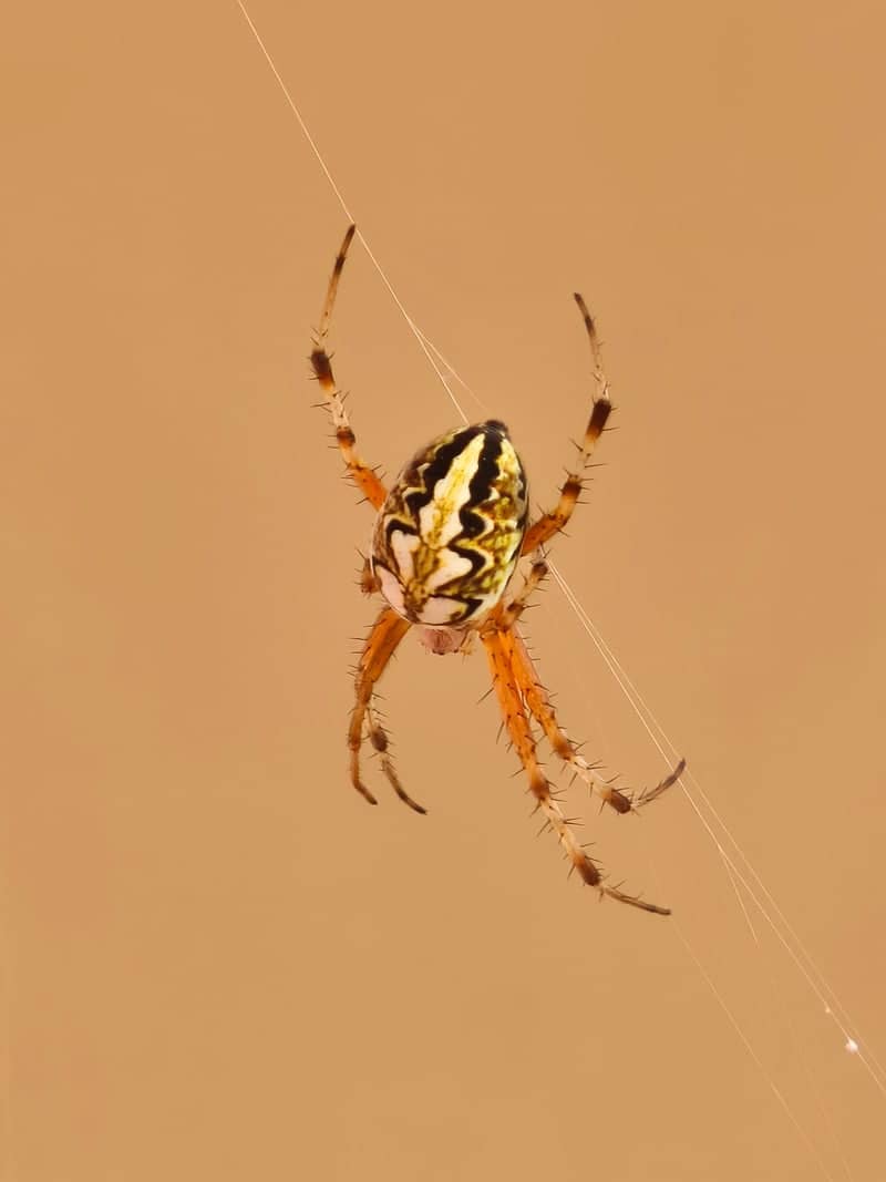 Başakşehir Nature Macro Spot - Image 1