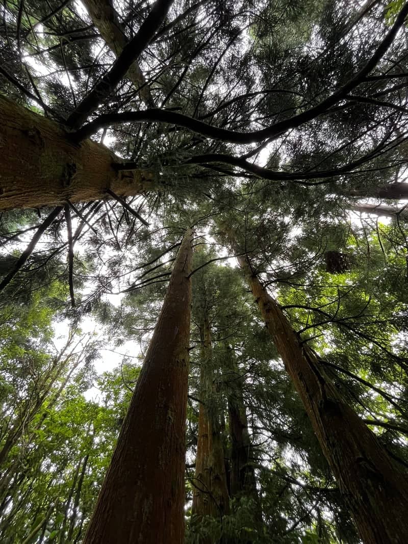 Povoação Forest Canopy - Image 1