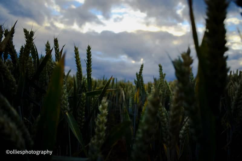 Sutton on Sea Wheat Fields - Image 1