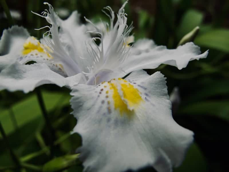 Kingston Garden Blooms - Image 1
