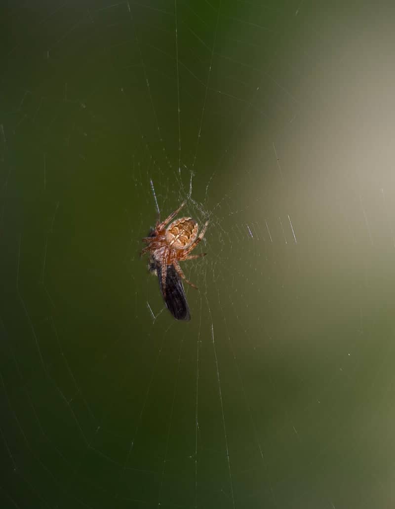 Kingston Garden Macro Spot - Image 1