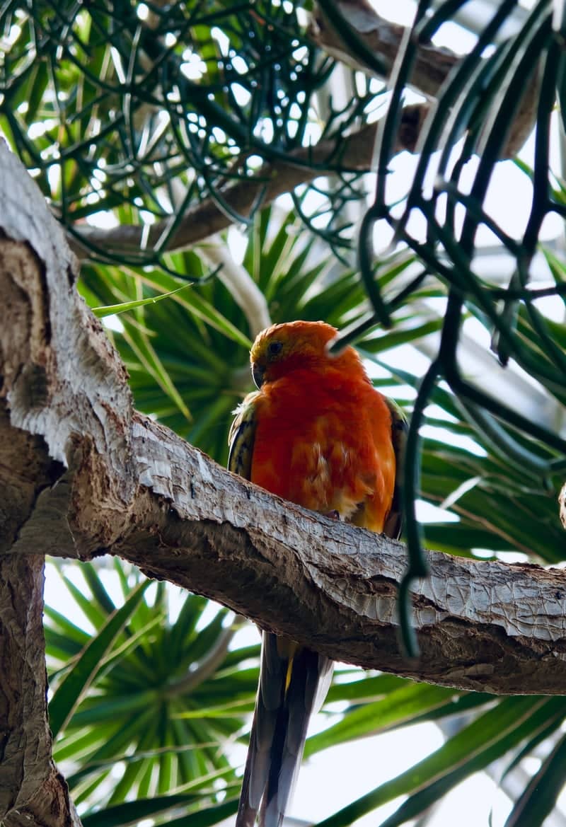 Bloedel Conservatory - Image 1