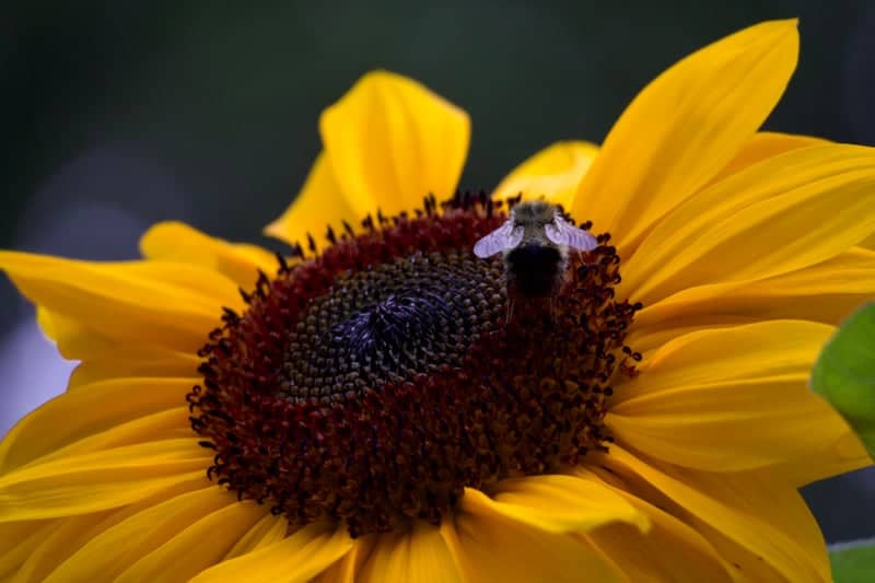 Anchorage Sunflower Garden - Image 1