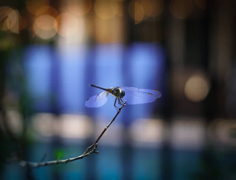 Boca Raton Garden Macro Spot - Image 1