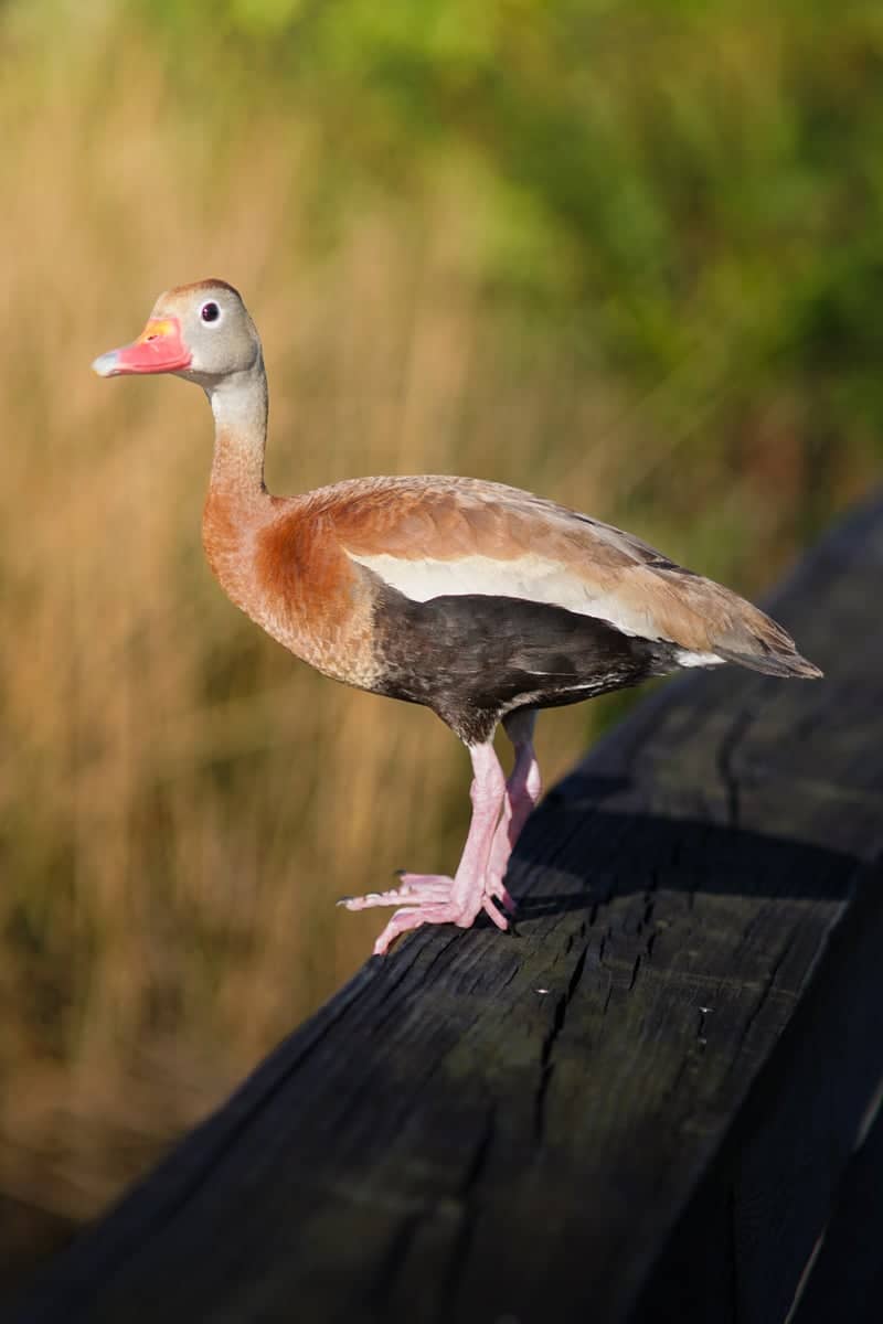 Green Cay Nature Center and Wetlands - Image 1
