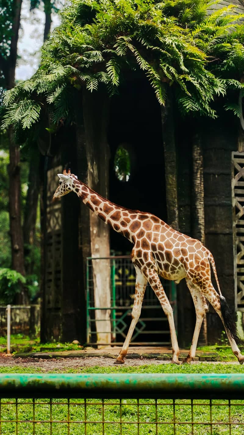 Ragunan Zoo - Image 1