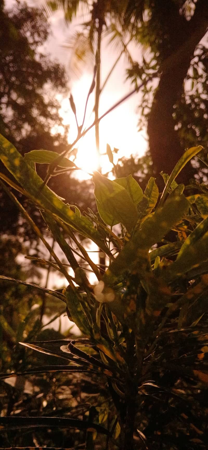 Bhubaneswar Tropical Garden - Image 1