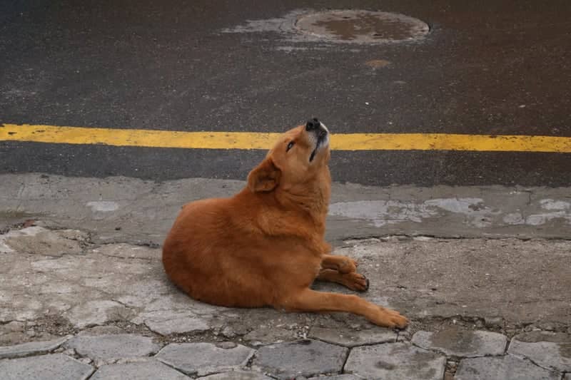 Thamel Street Scene - Image 1