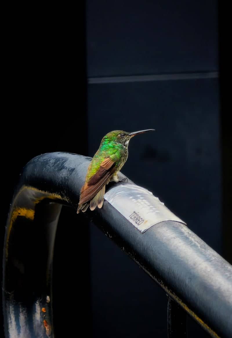 Hummingbird Perch in Praia Grande - Image 1