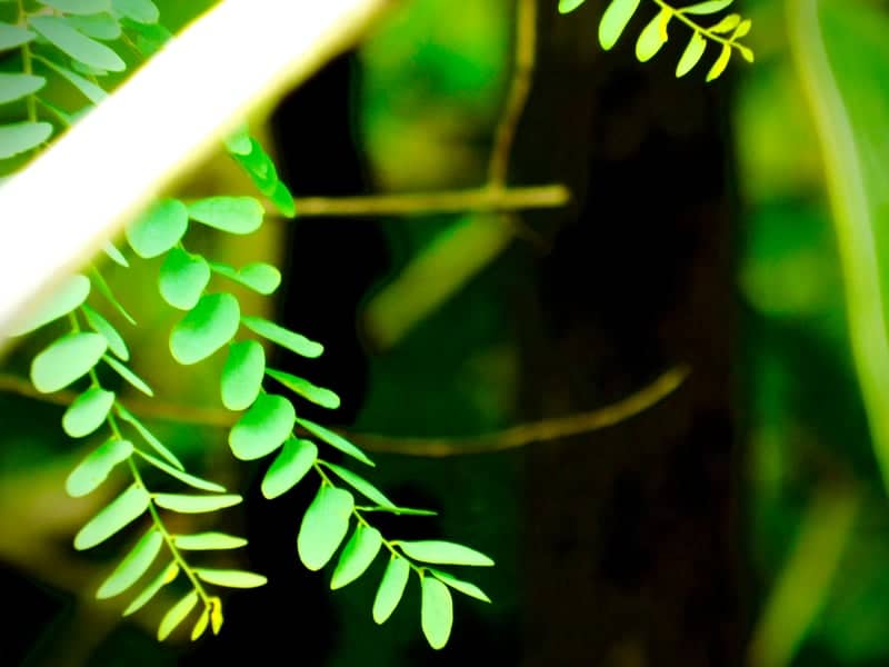 Ananthagiri Forest - Image 1