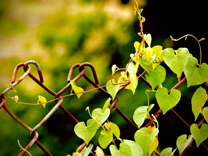 Ananthagiri Forest - Image 2