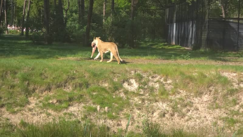 Safaripark Beekse Bergen - Image 1