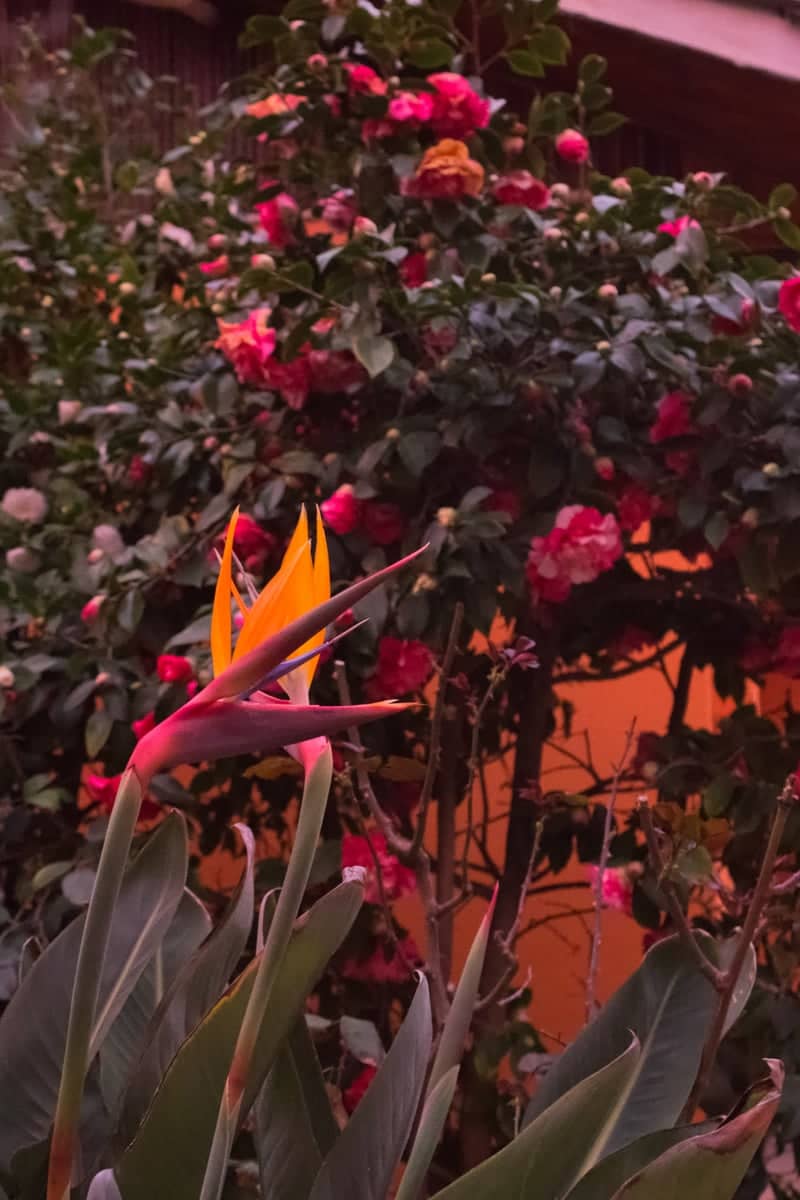 Vitacura Floral Garden - Image 1
