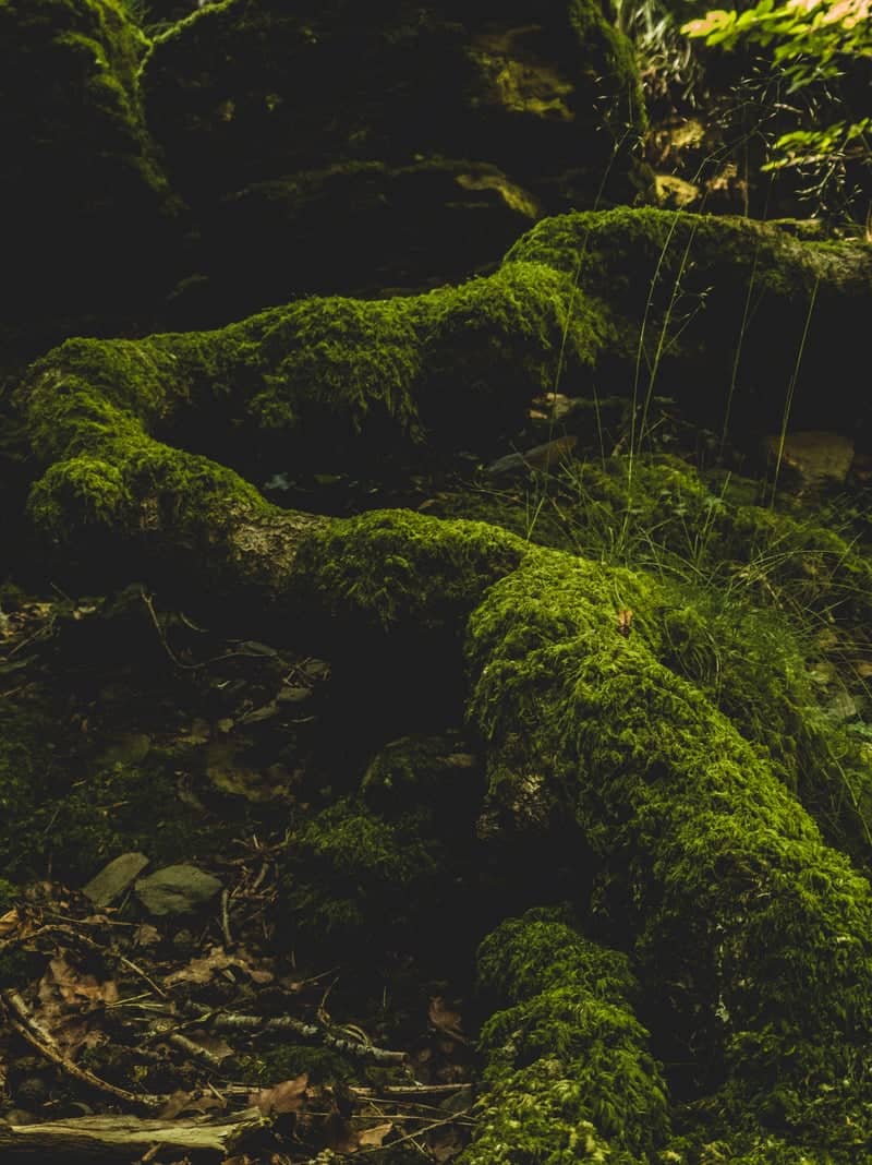 Gorbeia Natural Park Forest - Image 1
