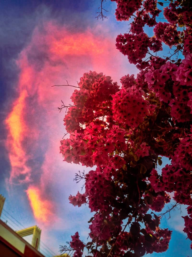 Fiumicino Bougainvillea Sunset - Image 1