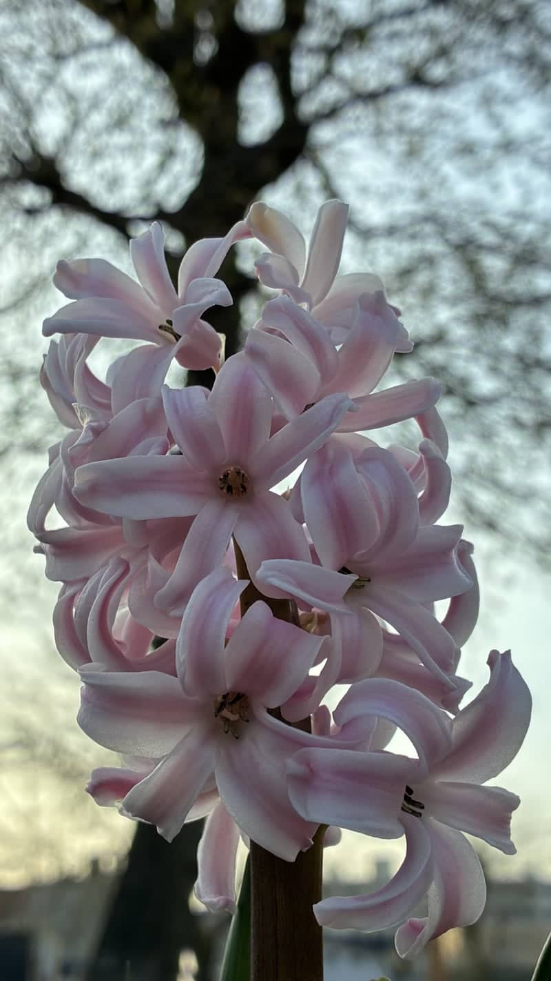 Shiroishi District Spring Blooms - Image 1