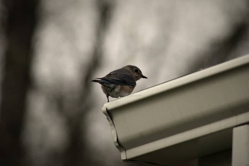 Churchville Garden Birding - Image 1