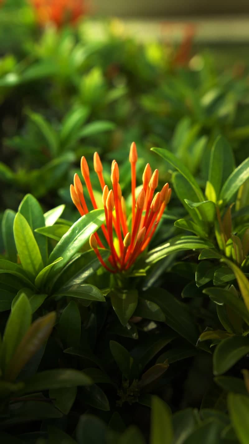 Balikpapan Garden Macro Spot - Image 2