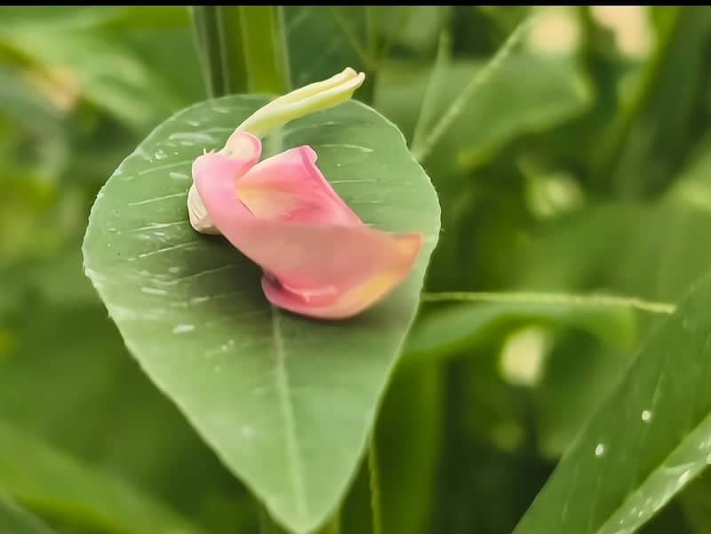 Nong Mai Daeng Botanical Detail - Image 1