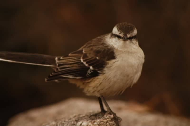 Nono Nature Trails - Image 1