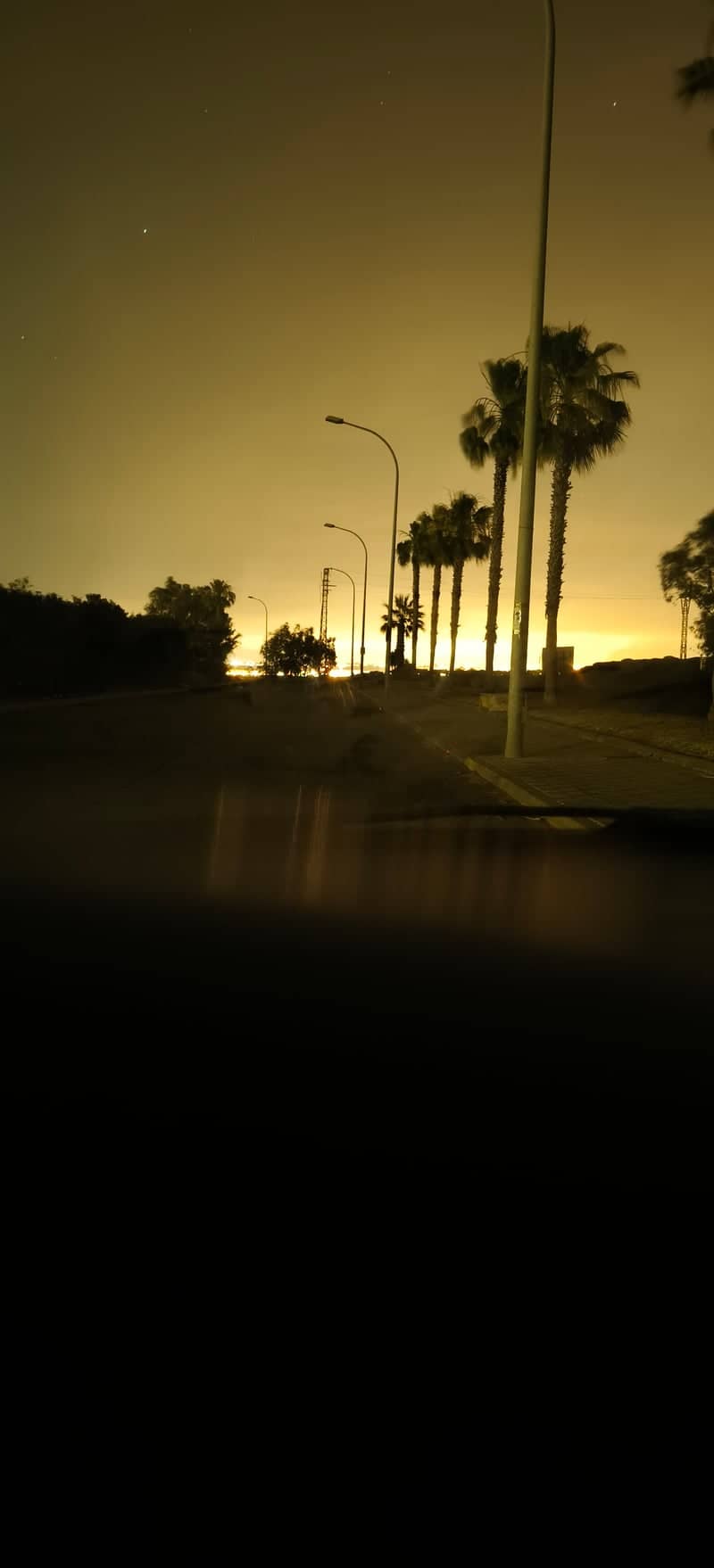 Gibraleón Palm-Lined Roadway - Image 1