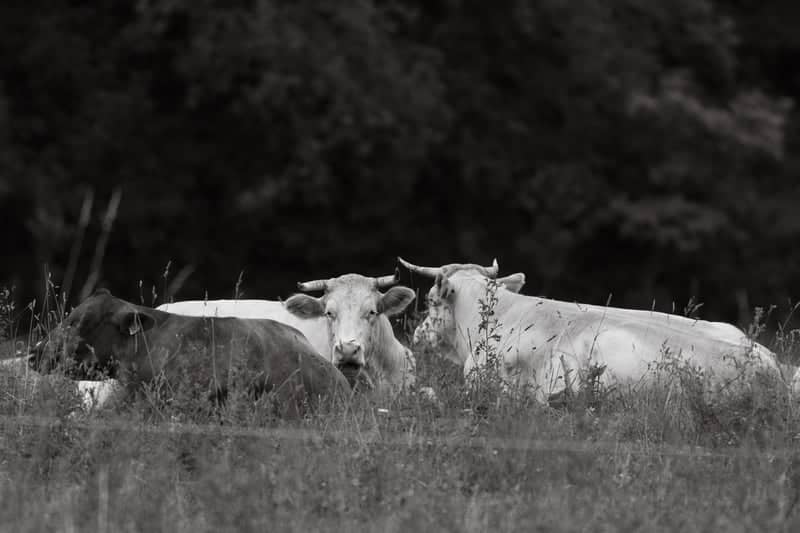 Pastures of Bytča - Image 1