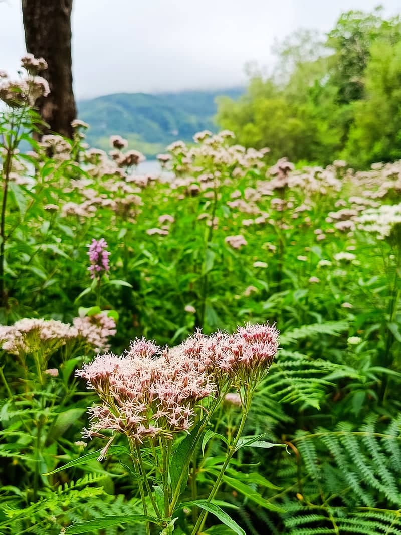 Killarney National Park Wildflower Meadow - Image 1