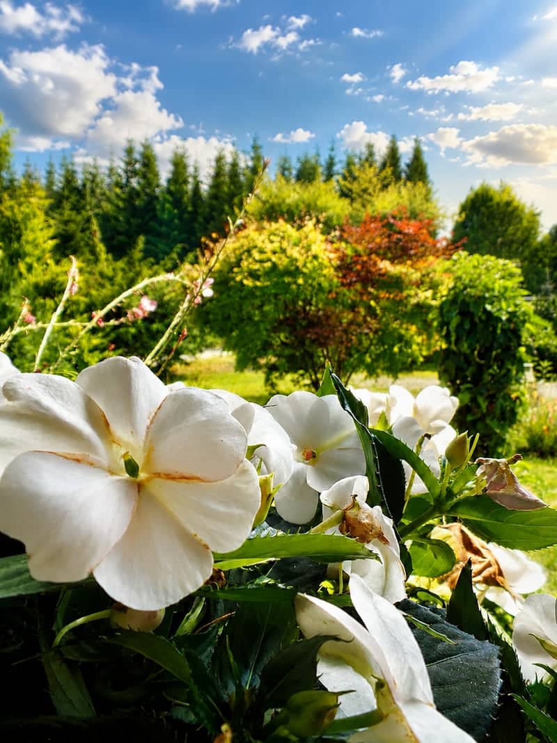 Brand-Erbisdorf Garden View - Image 1
